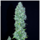 Serious Seeds - Serious Happiness (Feminizált) kannabis mag