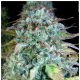 Serious Seeds - Serious Happiness (Feminizált) kannabis mag