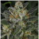 Serious Seeds - Serious Kush (Feminisiert) cannabissamen