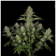Serious Seeds - Serious Kush (Feminisiert) cannabissamen