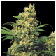 Serious Seeds - Warlock (Feminizált) kannabis mag
