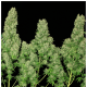 Serious Seeds - White Russian (Feminized) cannabis seeds