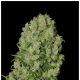 Serious Seeds - White Russian (Feminized) cannabis seeds
