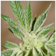 Serious Seeds - White Russian (Feminized) cannabis seeds