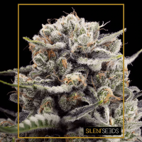 Silent Seeds - B-45 by BOOBA (Feminizált)