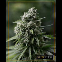 Silent Seeds - Critical+ 2.0 (Feminizált)