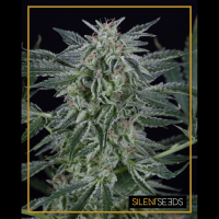 Silent Seeds - Critical Jack (Autoflowering)