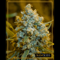 Silent Seeds - Critical Jack (Feminizált)