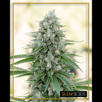 Silent Seeds - Critical Mango (Feminizált)