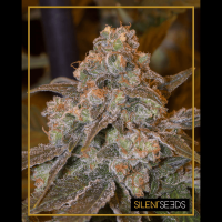 Silent Seeds - Gorilla Frost (Feminizált)