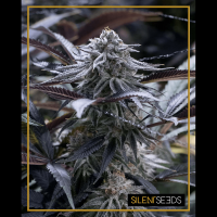 Silent Seeds - Grape Juice (Feminizált)