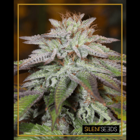 Silent Seeds - L.A. Vanilla Cake (Autoflowering)