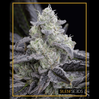 Silent Seeds - L.A. Vanilla Cake (Feminizált)