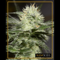 Silent Seeds - Leman Sorbet (Feminizált)