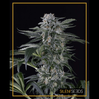Silent Seeds - Moby Dick (Autoflowering)
