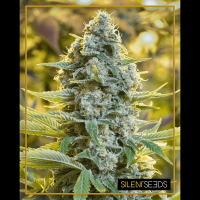 Silent Seeds - Moby Dick (Feminizált)