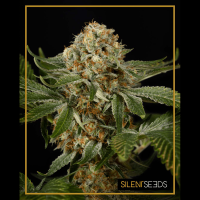 Silent Seeds - OG Kush (Feminizált)