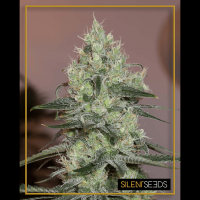 Silent Seeds - Original Amnesia (Feminizált)