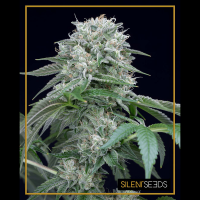 Silent Seeds - Starfire OG (Feminizált)