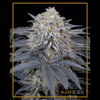 Silent Seeds - Watermelon Runtz (Feminizált)