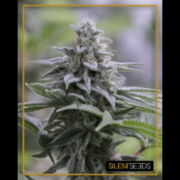 Silent Seeds - Zkittlez 2.0 (Feminizált)