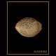 Silent Seeds - Critical+ 2.0 (Feminized) cannabis seeds