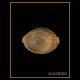 Silent Seeds - Zkittlez 2.0 (Feminized) cannabis seeds
