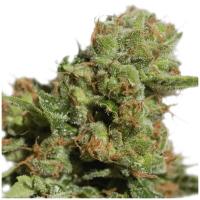 Super Sativa Seed Club - Auto Bruce Lemon Diesel (Autoflowering)