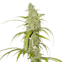 Super Sativa Seed Club - Auto Creeper (Autoflowering)