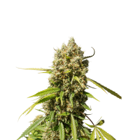 Super Sativa Seed Club - Auto Elephant (Autoflowering)