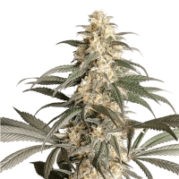 Super Sativa Seed Club - Black Lebanon (Feminizált)
