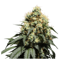 Super Sativa Seed Club - Bruce Lemon Diesel (Feminizált)