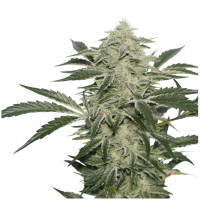 Super Sativa Seed Club - Creamy Kees (Regular)