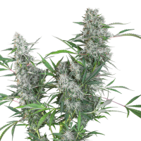 Super Sativa Seed Club - Creeper (Regular)