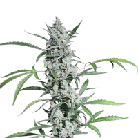 Super Sativa Seed Club - Fat Pete's Cookies Auto (Autoflowering)