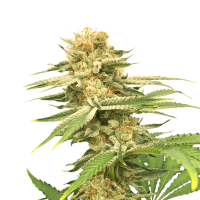 Super Sativa Seed Club - Friesland (Regular)