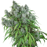 Super Sativa Seed Club - Frosty Friday (Regular)
