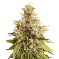 Super Sativa Seed Club - Golden Apple Haze (Regular)