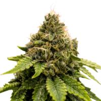 Super Sativa Seed Club - Karel's Dank (Regular)