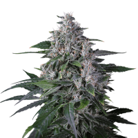 Super Sativa Seed Club - Karel's Haze (Regular)