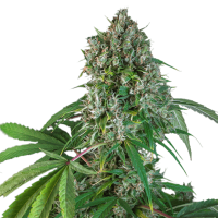 Super Sativa Seed Club - Karel's Herer Haze (Regular)