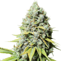Super Sativa Seed Club - Kosher Haze (Regular)