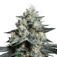 Super Sativa Seed Club - Lava Freeze (Feminizált)