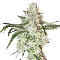 Super Sativa Seed Club - Lemon OG (Feminizált)