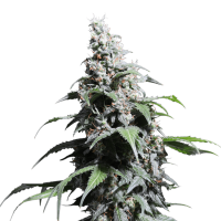 Super Sativa Seed Club - Pineapple Poison (Feminizált)