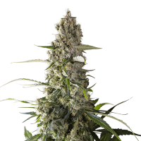 Super Sativa Seed Club - Prima Holandica (Regular)