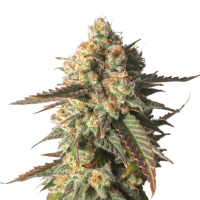Super Sativa Seed Club - Strawberry Chemdawg OG (Feminizált)