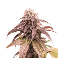 Super Sativa Seed Club - Strawberry Cookies (Feminizált)