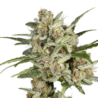 Super Sativa Seed Club - Super Mad Sky Floater (Feminizált)