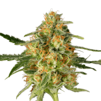 Super Sativa Seed Club - TNT Trichome (Feminizált)